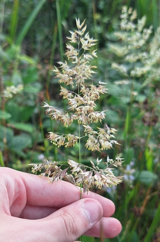 Creeping soft grass (Holcus mollis)