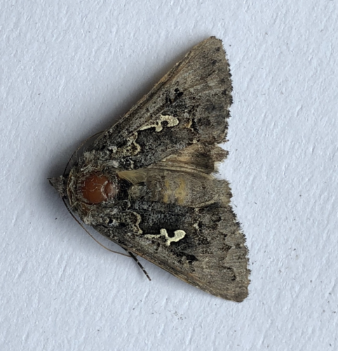Hooked Silver Υ Moth photo 3