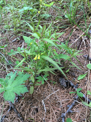 Melampyrum sylvaticum