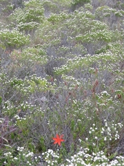 Cyrtanthus guthrieae