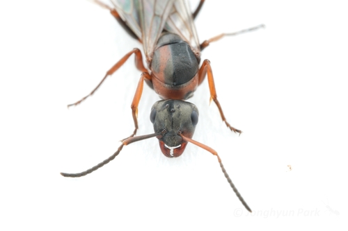 Photo of Red-barbed Ant (Formica rufibarbis)