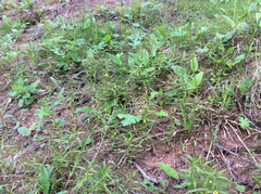 Melampyrum sylvaticum