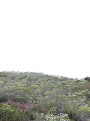 Cyrtanthus guthrieae