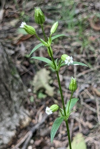 Catchfly (Silene firma)