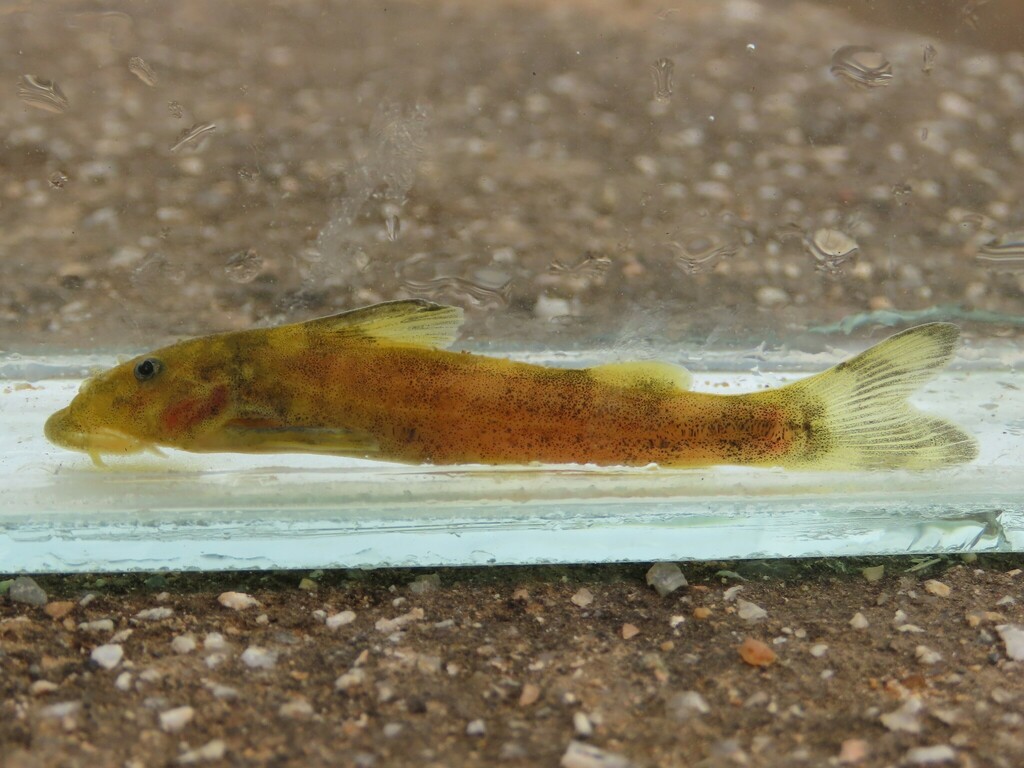 Sawfin rock catlet (Chiloglanis paratus) — Mochokidae
