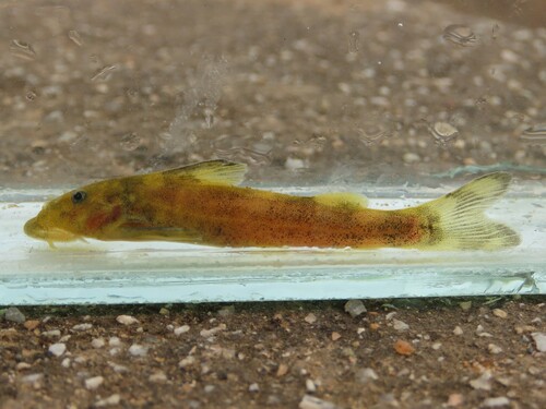 Sawfin rock catlet (Chiloglanis paratus) — Mochokidae