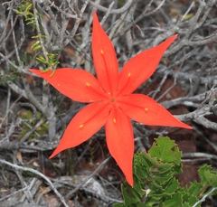 Cyrtanthus guthrieae