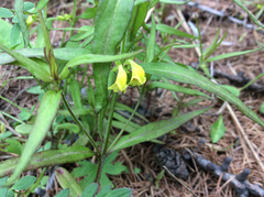 Melampyrum sylvaticum
