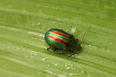 Chrysolinina