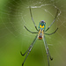 Araña Tejedora de Huerto - Photo (c) Mary Keim, algunos derechos reservados (CC BY-NC-SA)
