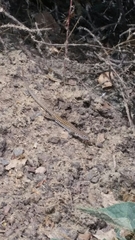 Aspidoscelis neotesselatus