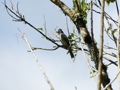 Elaenia flavogaster