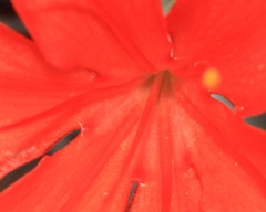 Cyrtanthus guthrieae