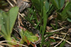 Pancalia schwarzella