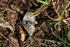 Metaxmeste phrygialis