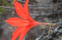 Cyrtanthus guthrieae