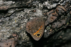 Lasiommata petropolitana