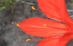 Cyrtanthus guthrieae