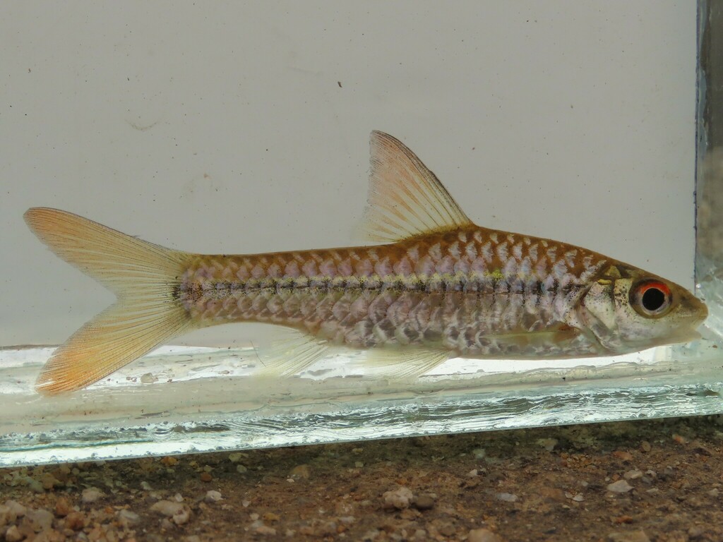 Redside barb (Enteromius radiatus) — Cyprinidae