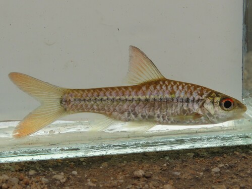 Redside barb (Enteromius radiatus) — Cyprinidae