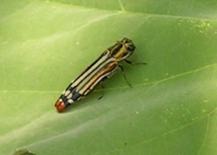 Agrilus catherinae