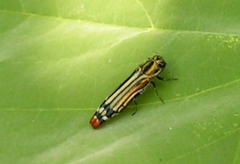 Agrilus catherinae