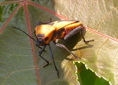 Sagotylus confluens