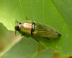 Agaeocera scintillans