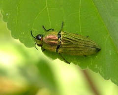 Agaeocera scintillans