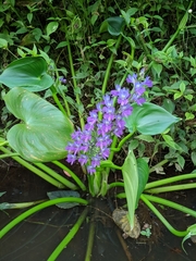 Pontederia paniculata, photograph Macelo Costa, CC BY, iNaturalist via GBIF