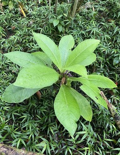 Koolau Range rollandia (Cyanea crispa)