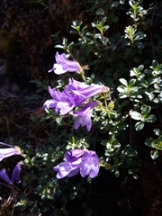 Penstemon davidsonii
