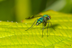 Condylostylus occidentalis