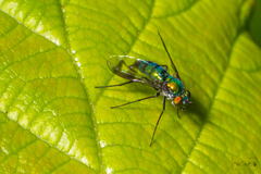 Condylostylus occidentalis