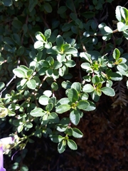 Penstemon davidsonii