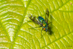 Condylostylus occidentalis