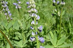Lupinus burkei