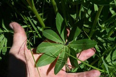 Lupinus burkei