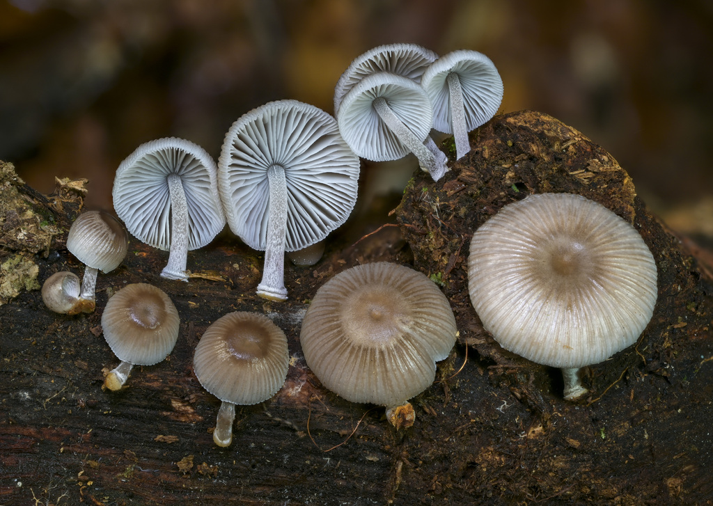 Mycena margarita