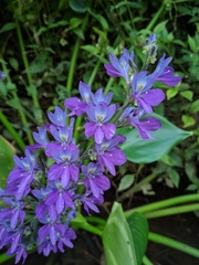 Pontederia paniculata, photograph Macelo Costa, CC BY, iNaturalist via GBIF