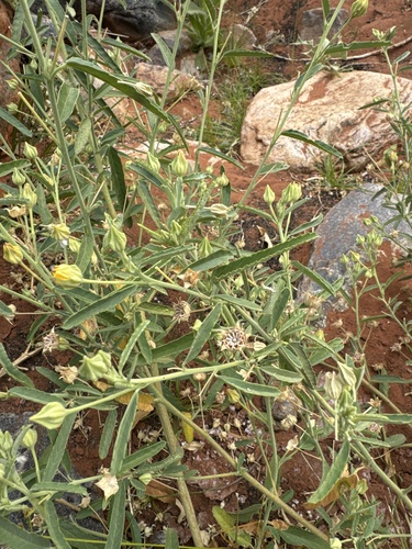 Sida rohlenae observed 2024-08-02