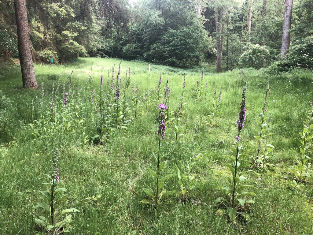 Foxglove flowers with spotted throats