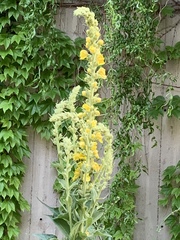 Verbascum densiflorum