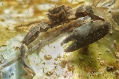 Pisidia