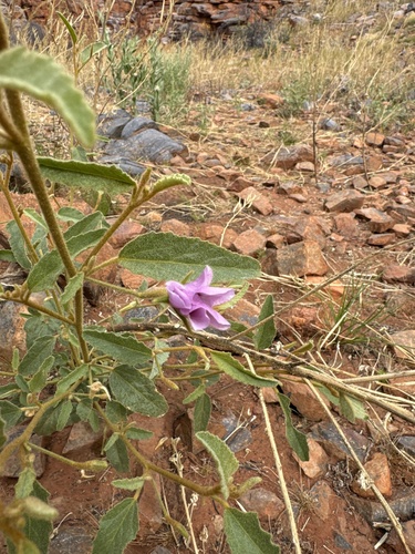 Hibiscus leptocladus, 2024-08-02