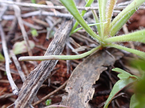 Image of Lawrencella davenportii by (c) Nina Kerr, some rights reserved (CC BY)