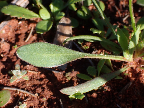 Image of Lawrencella davenportii by (c) Nina Kerr, some rights reserved (CC BY)