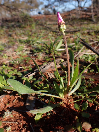 Image of Lawrencella davenportii by (c) Nina Kerr, some rights reserved (CC BY)