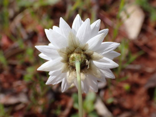 Image of Rhodanthe chlorocephala by (c) Nina Kerr, some rights reserved (CC BY)