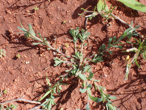 Image of Rhodanthe chlorocephala by (c) Nina Kerr, some rights reserved (CC BY)